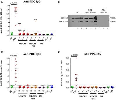 Metabolic Dysfunction in Myalgic Encephalomyelitis/Chronic Fatigue Syndrome Not Due to Anti-mitochondrial Antibodies